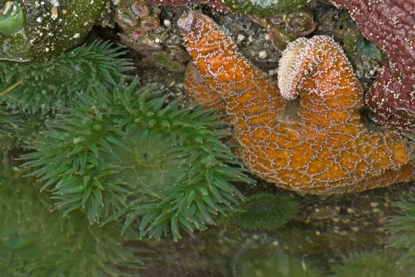 OR, Bandon Beach Sea stars and anemones